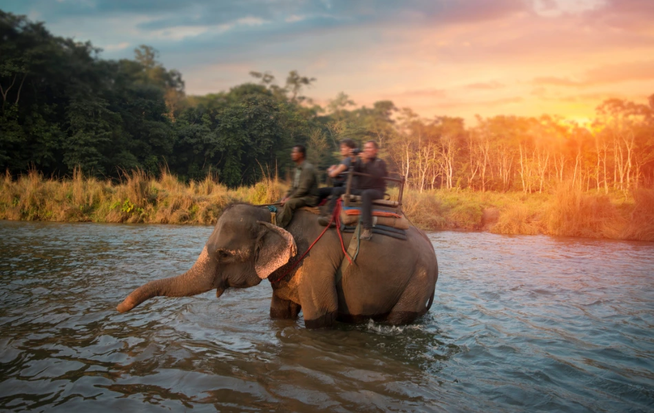 Elephant safari in Chitwan during Honeymoon Tour Package in Nepal