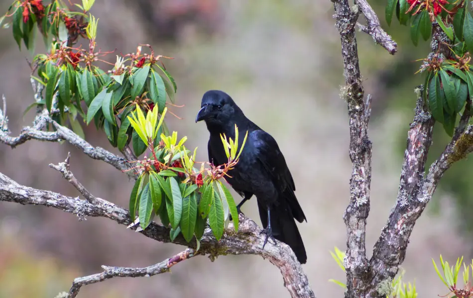 crow and rhododendron in langtang valley trek