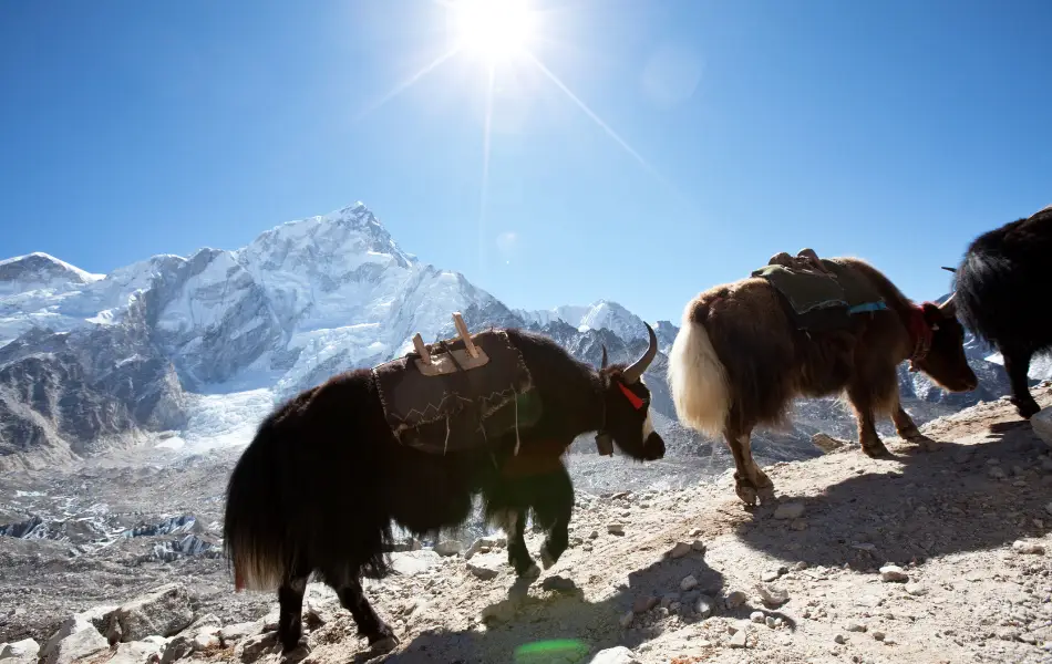 Himalayan Yaks on the trails of the Langtang Valley Trek