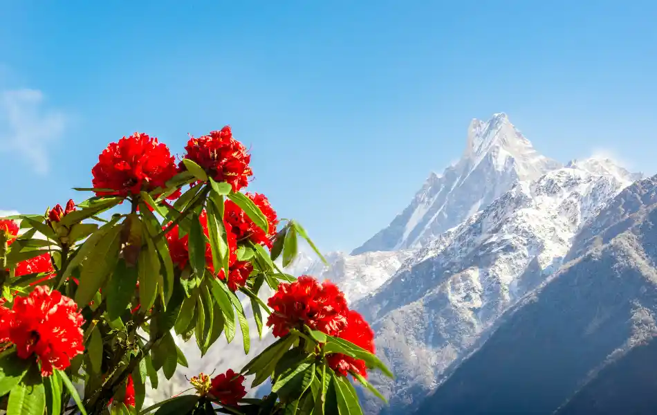 Blooming of rhododendron with clear mountain view
