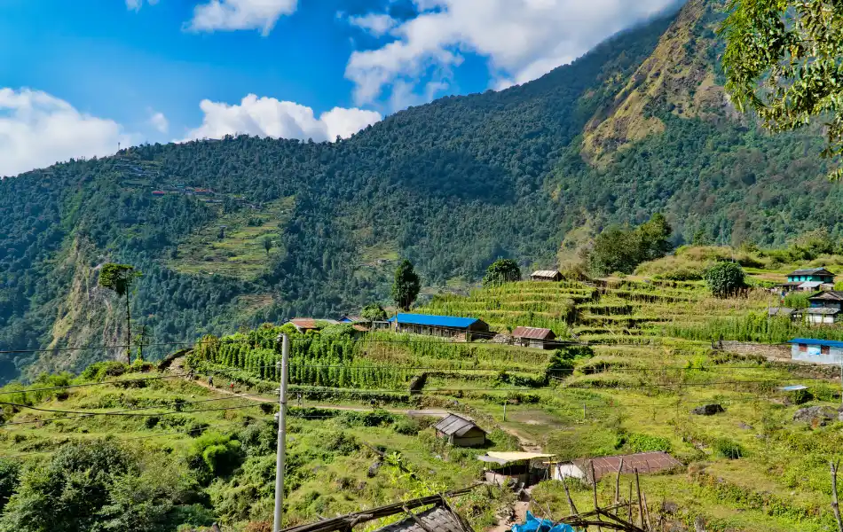 Terraced fields of Annapurna Region