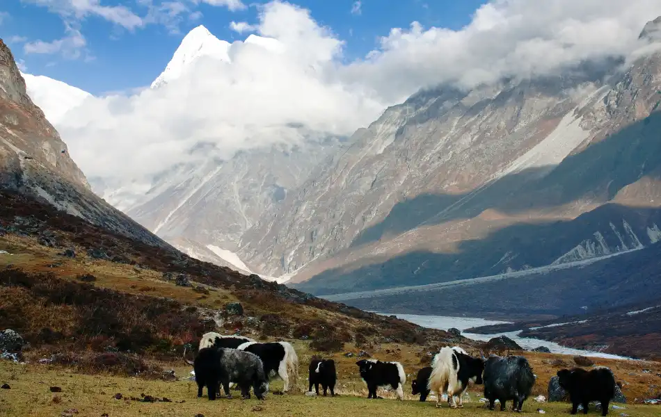 Himalayan Yak pasture while trekking in the Langtang Region of Nepal