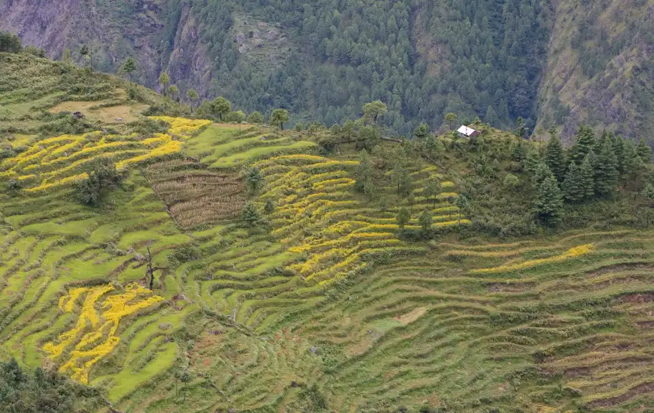 Terraced field view on the trails of Langtang Gosaikunda Trek