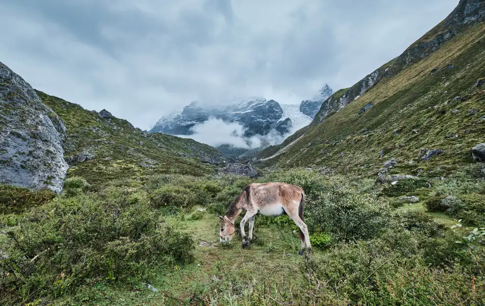 donkey with the view of the lush hill and mountain range on the trek of Langtang Gosaikunda